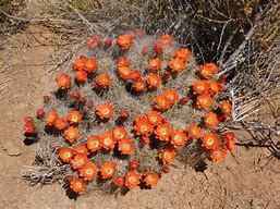 Image result for Chihuahuan Desert