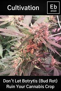 Image result for Bud Rot On Cannabis