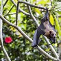 Image result for Bat Hanging in Tree