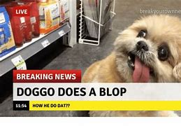 Image result for News Doggo Meme