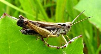 Image result for Common Green Grasshopper