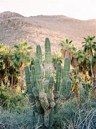 Image result for Cactus and Palm Tree