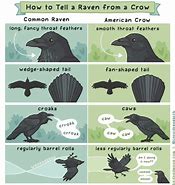 Image result for Strong Bird Raven Meme