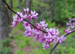 Image result for cercis_canadensis