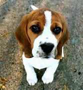 Image result for Cute Funny Beagle Puppies