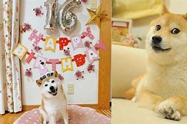 Image result for Kabosu Doge Birthday