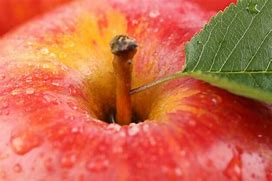 Image result for Red Apple Fruit with Leaf
