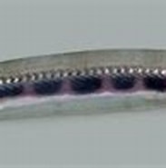 Image result for Stemonosudis macrura. Size: 183 x 72. Source: fishesofaustralia.net.au