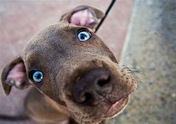 Image result for Funny Animal Backgrounds for Computers