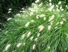 Image result for Pennisetum villosum