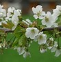 Image result for Prunus avium Karina