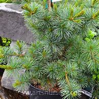 Image result for Pinus parviflora Negishi