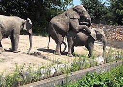 Image result for co_to_znaczy_zoo_ostrava