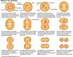 Image result for What Happens during Crossing Over in Meiosis