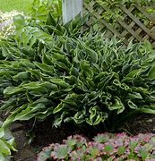 Image result for Hosta Praying Hands