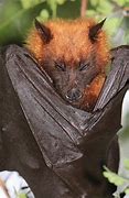 Image result for Flying Fox Bat Next to Human