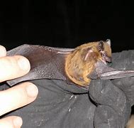 Image result for Texas Bat Species