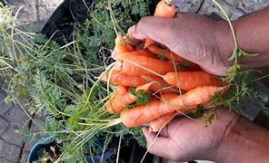 Image result for Carrot Garden