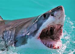 Image result for Shark Mount with Tongue