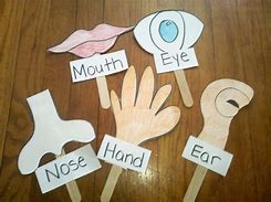 Image result for The Five Senses of the Body Part Project
