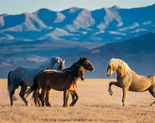 Image result for Mustang Horse