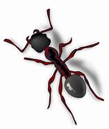 Image result for Ant Cartoon Transparent