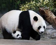 Image result for Panda in Wild