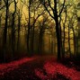 Image result for Mysterious Forest Background