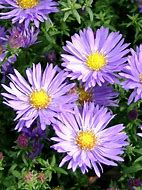 Image result for Aster dumosus Rosenwichtel 