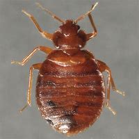 Image result for Large Bed Bugs