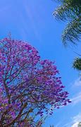 Image result for jacarandana