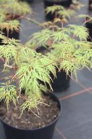 Image result for Acer palmatum Emerald Lace