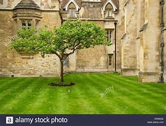 Image result for Isaac Newton Apple Tree Location
