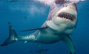 Image result for Great White Relative