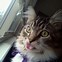 Image result for Funny Cat Tongue