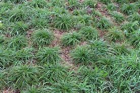 Image result for Carex caryophyllea The Beatles