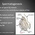Image result for Illustration of Synapsis and Crossing Over