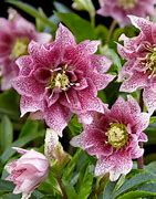 Helleborus orientalis Naomi ପାଇଁ ପ୍ରତିଛବି ଫଳାଫଳ