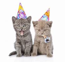 Image result for Birthday Kitten