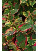 Image result for Houttuynia cordata Chameleon