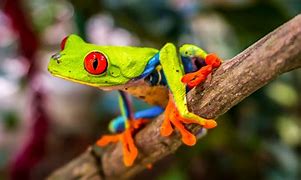 Image result for Colorful Frogs