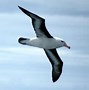 Image result for albatroe