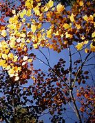 Image result for Red Maple Coloring Page