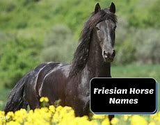 Image result for Beautiful Horse Names