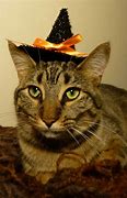 Image result for Happy Halloween Kitty Cat