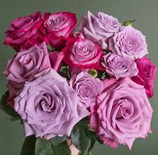 Image result for Lavender Rose Varieties