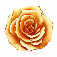Image result for Symetrical Centered Gold Rose