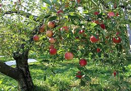 Image result for Golden Dorsett Apple Tree