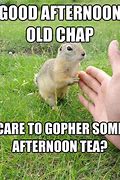 Image result for Afternoon Tea Funny