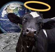 Image result for Sacred Cow Meme